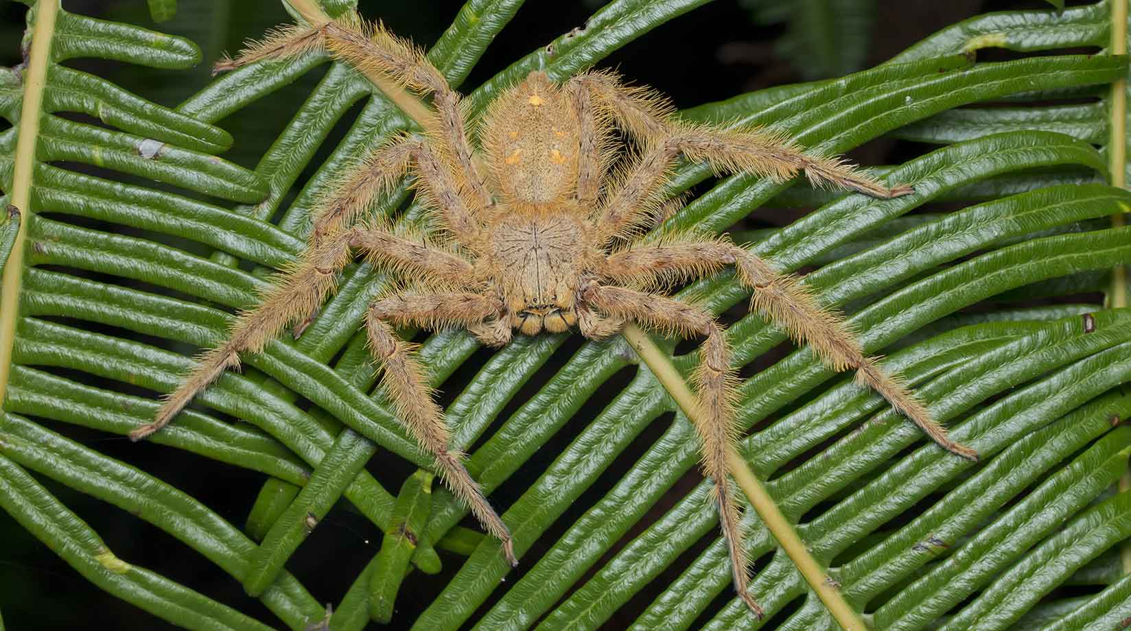 David Bowie huntsman spider on a leaf