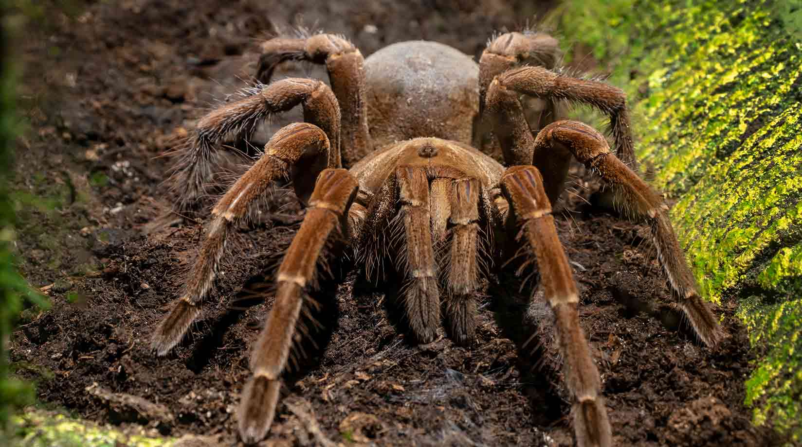 Brown tarantula