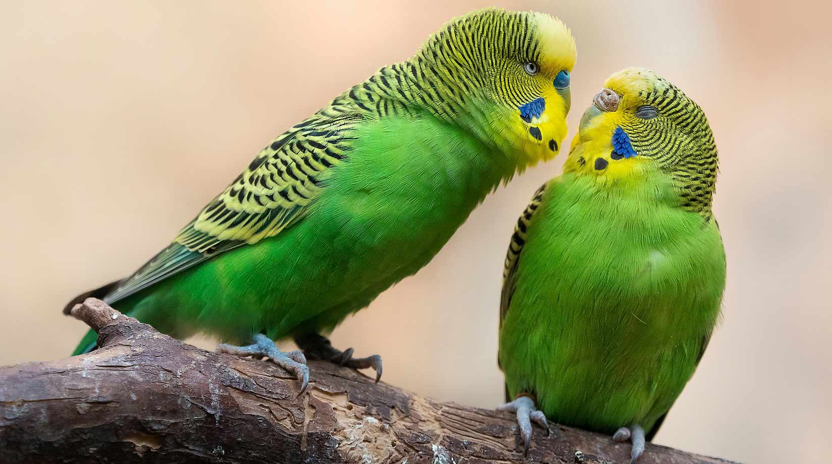 Two green budgerigars on a branch