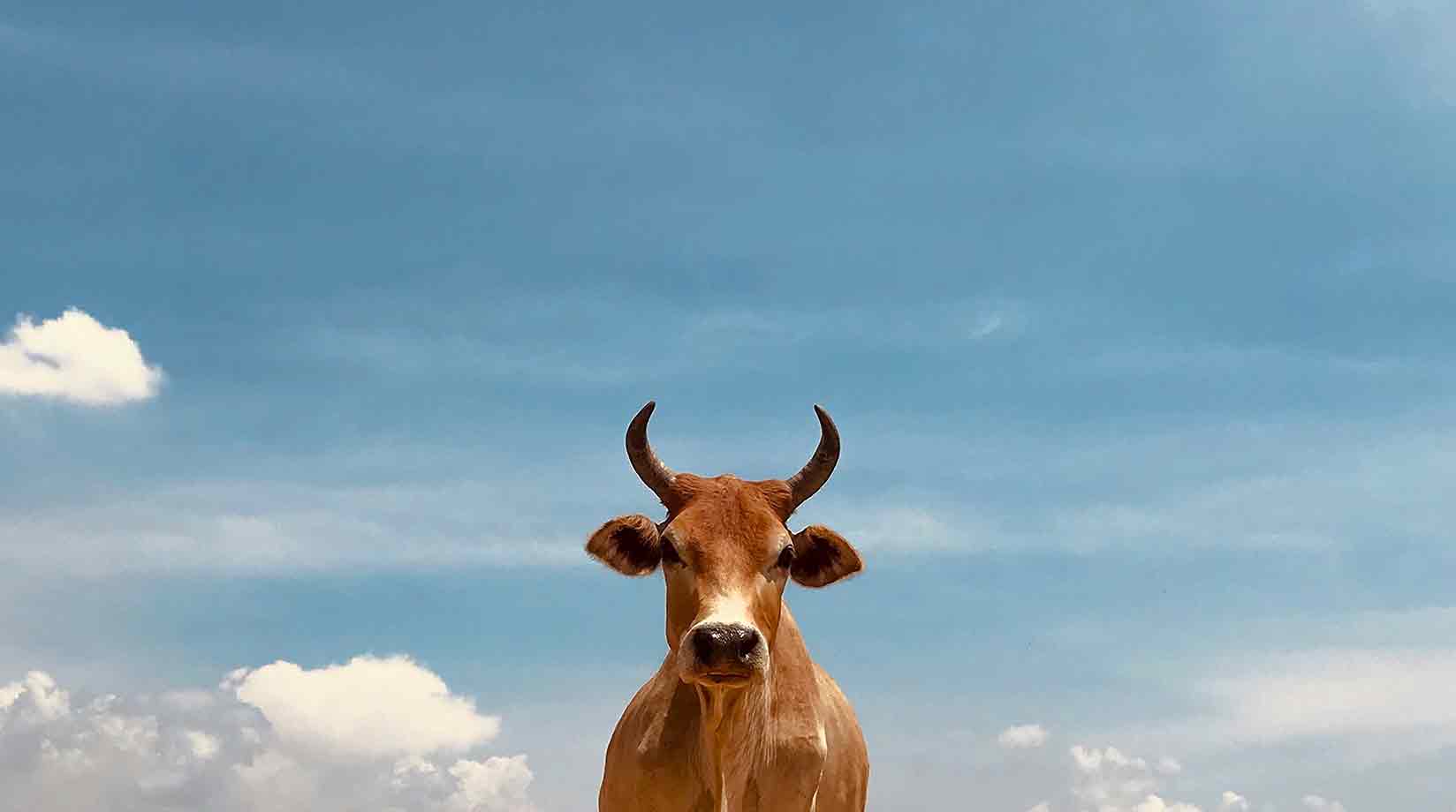 Lone bull against a blue sky