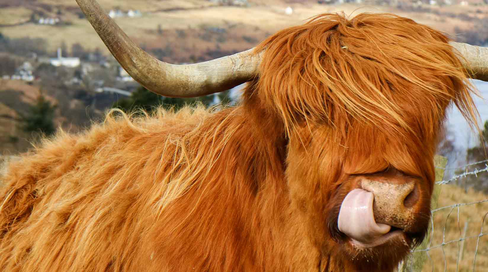 Close up of a bull chewing cud with protruding tongue