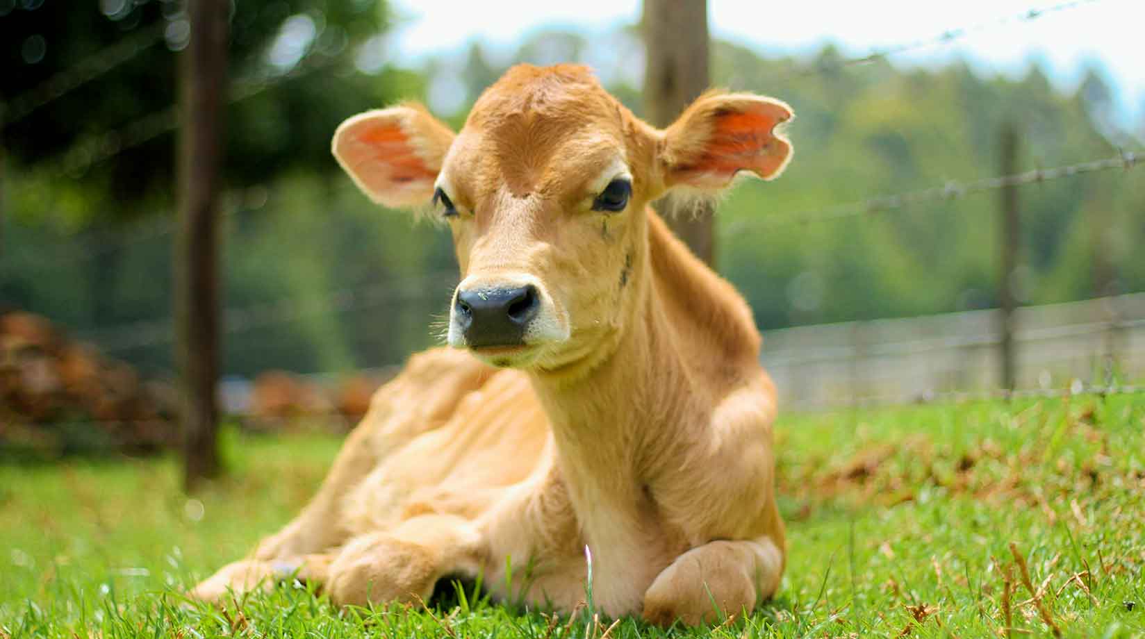 Calf sitting on grass