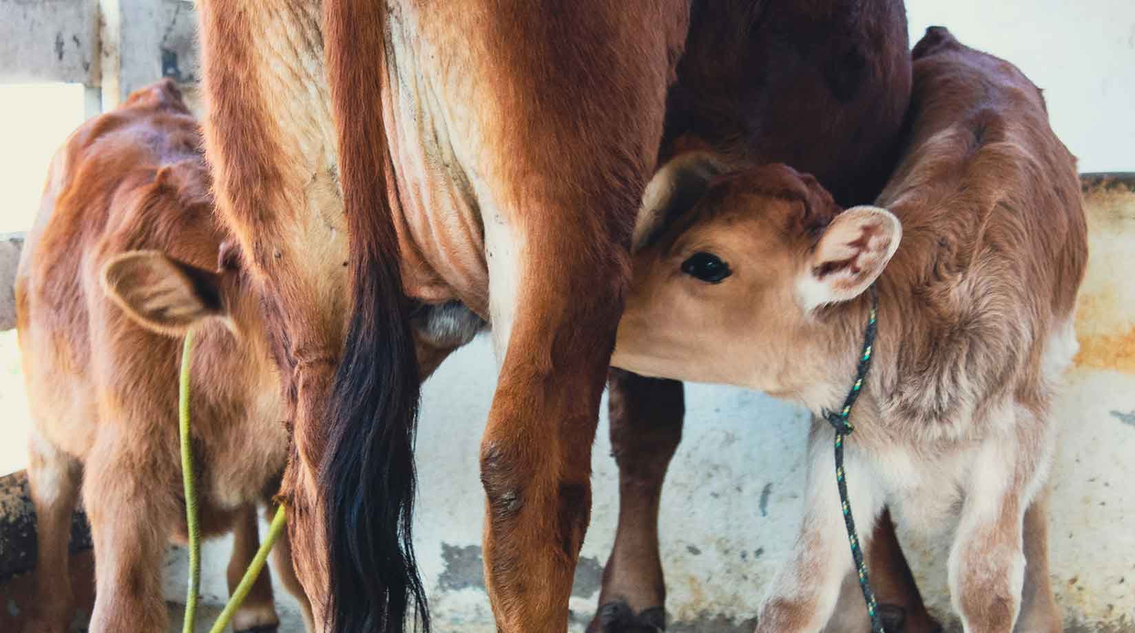 Calf suckling milk from mother