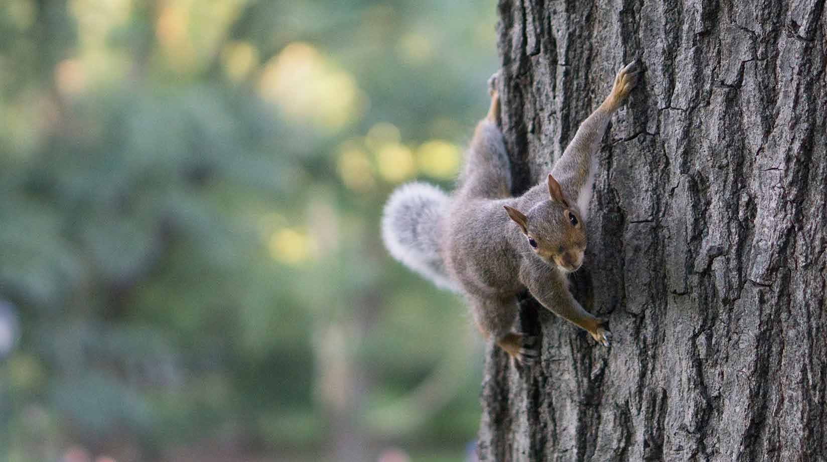 Grey Squirrel climbing a tree trunk