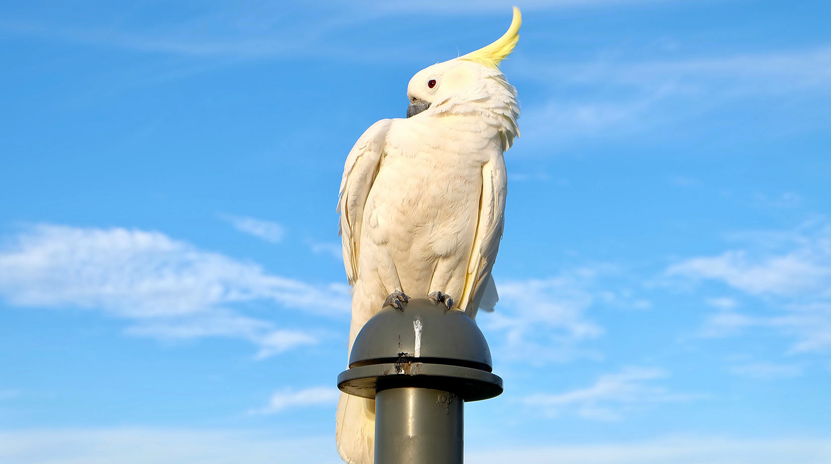 Cockatoo on top of a lamp post with blue sky behind.