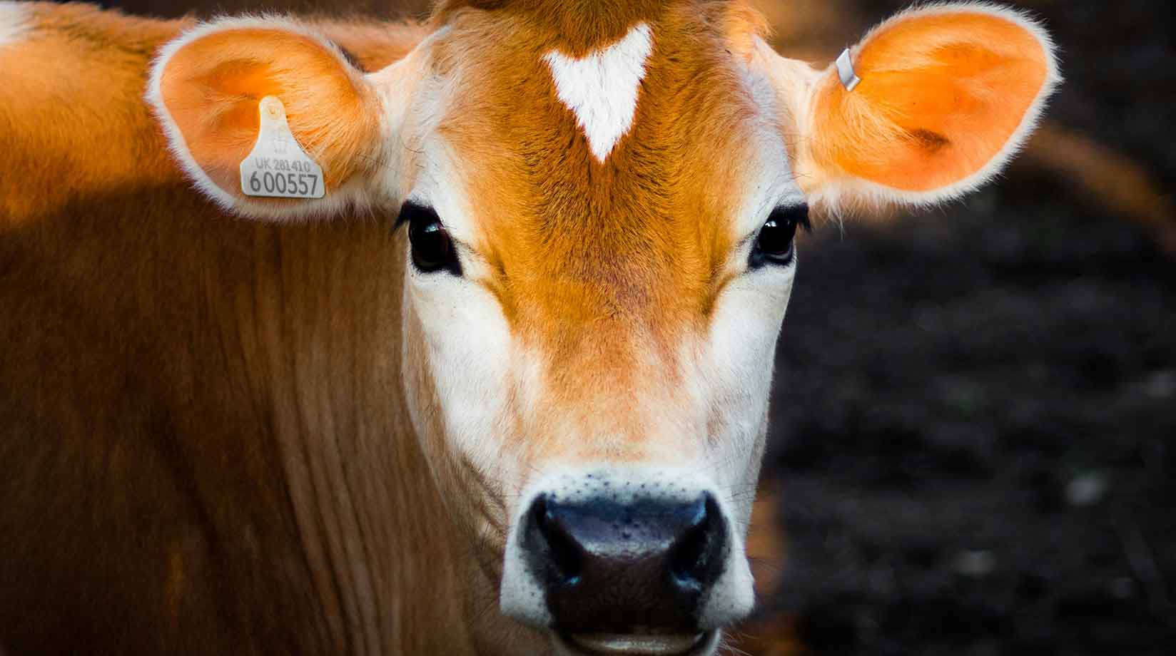 Close up of brown cow's face