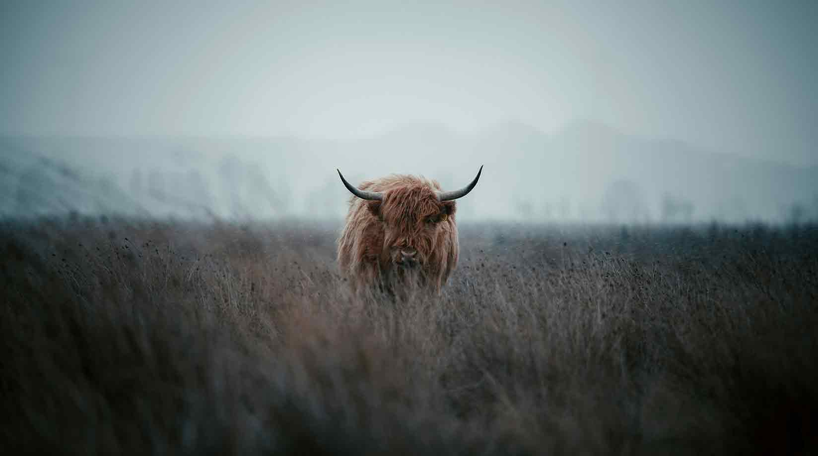 Bull standing in a misty field 