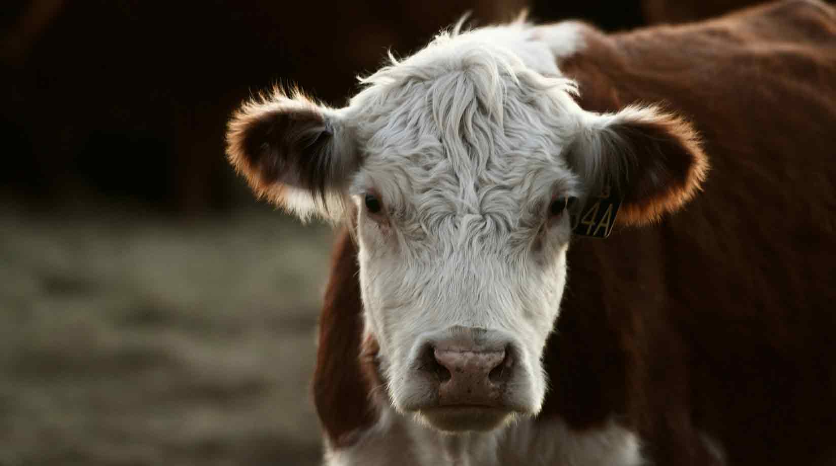 Brown and white close up of a cow looking at camera