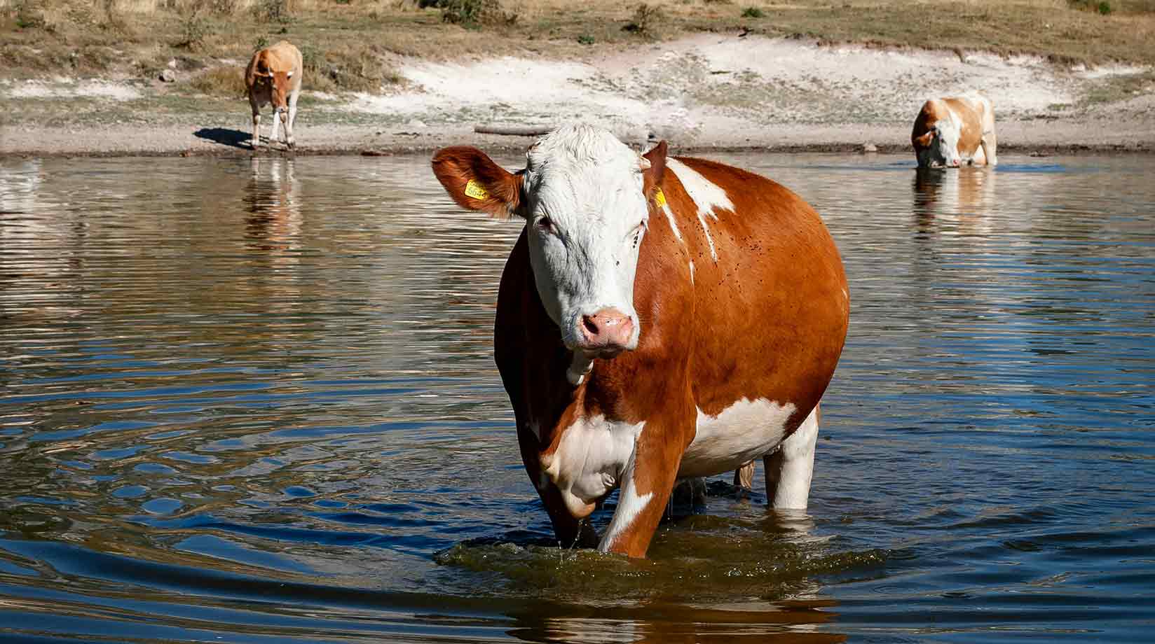 Cow wading through shallow water