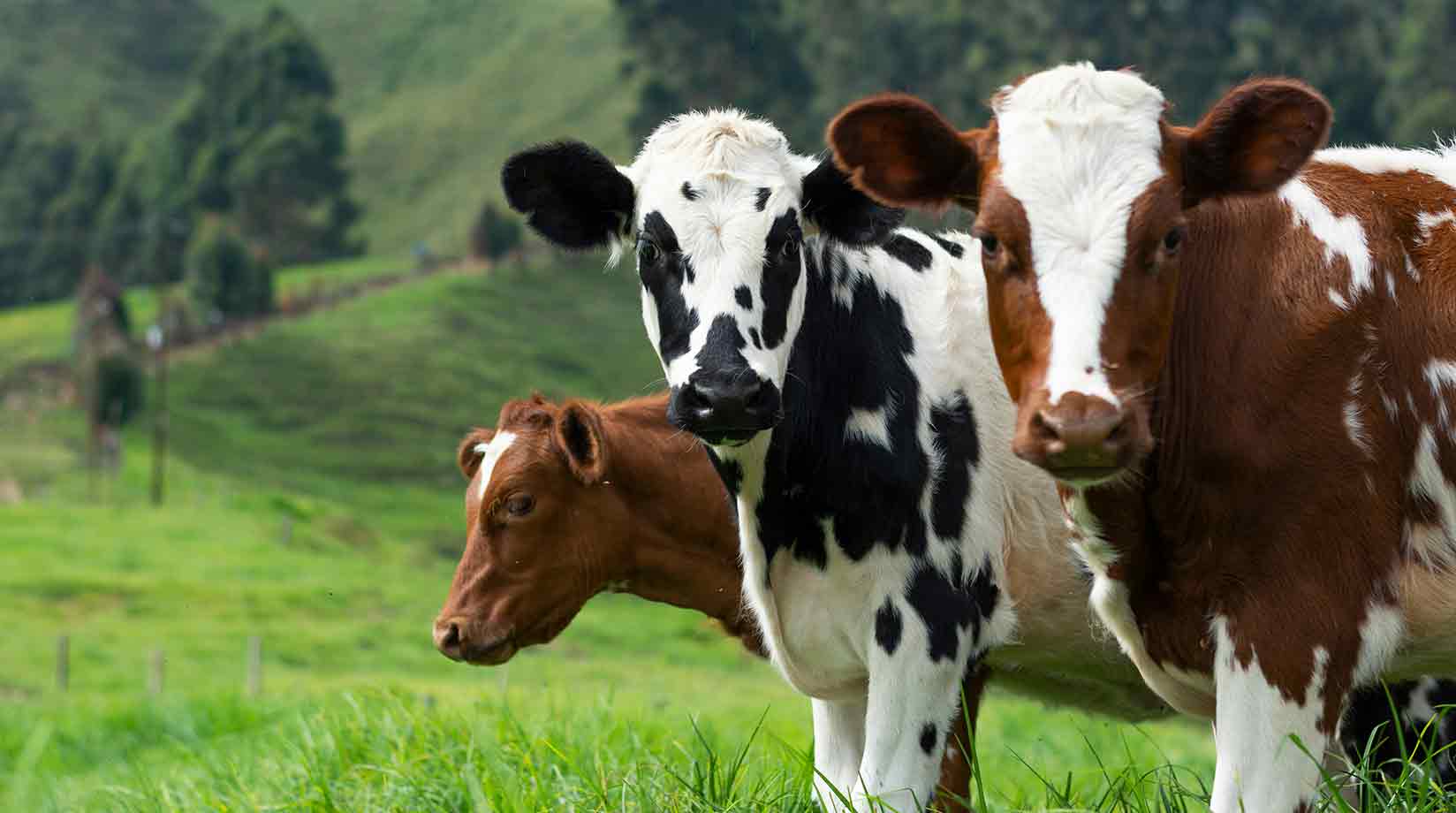 Three brown and white cows standing in a field