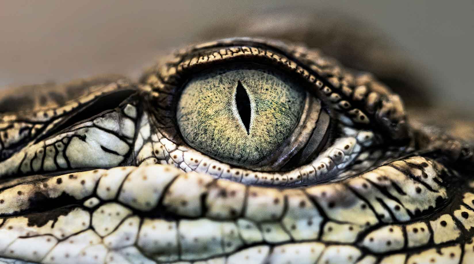 Close-up of a crocodile eye