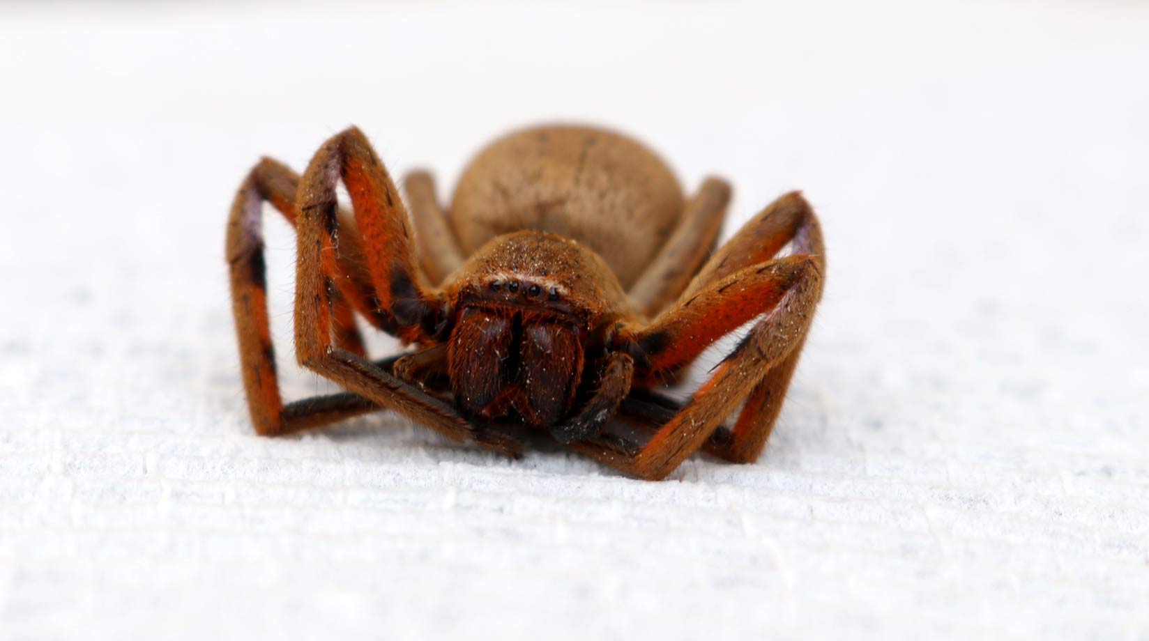 Delena cancerides huntsman spider curled up