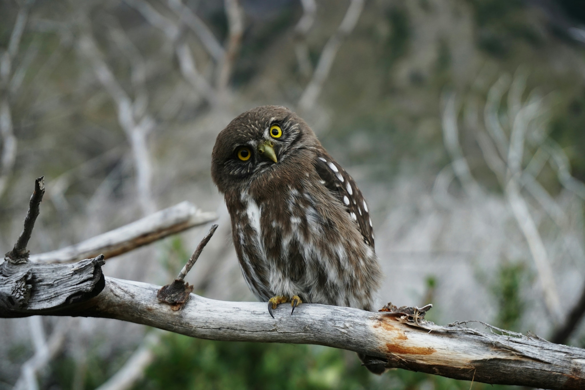 An owl with soft brown and white feathers sits on the branch of a leafless tree.