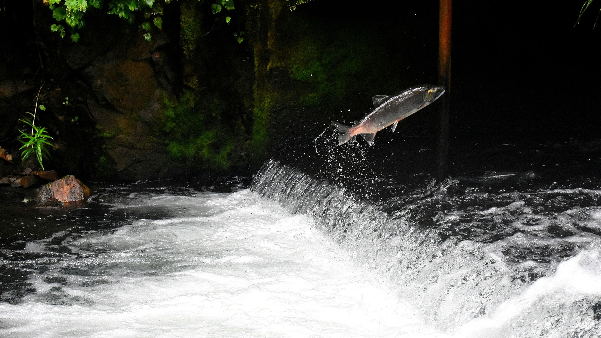 A small silver salmon jumps over a small waterfall to continue swimming upstream.