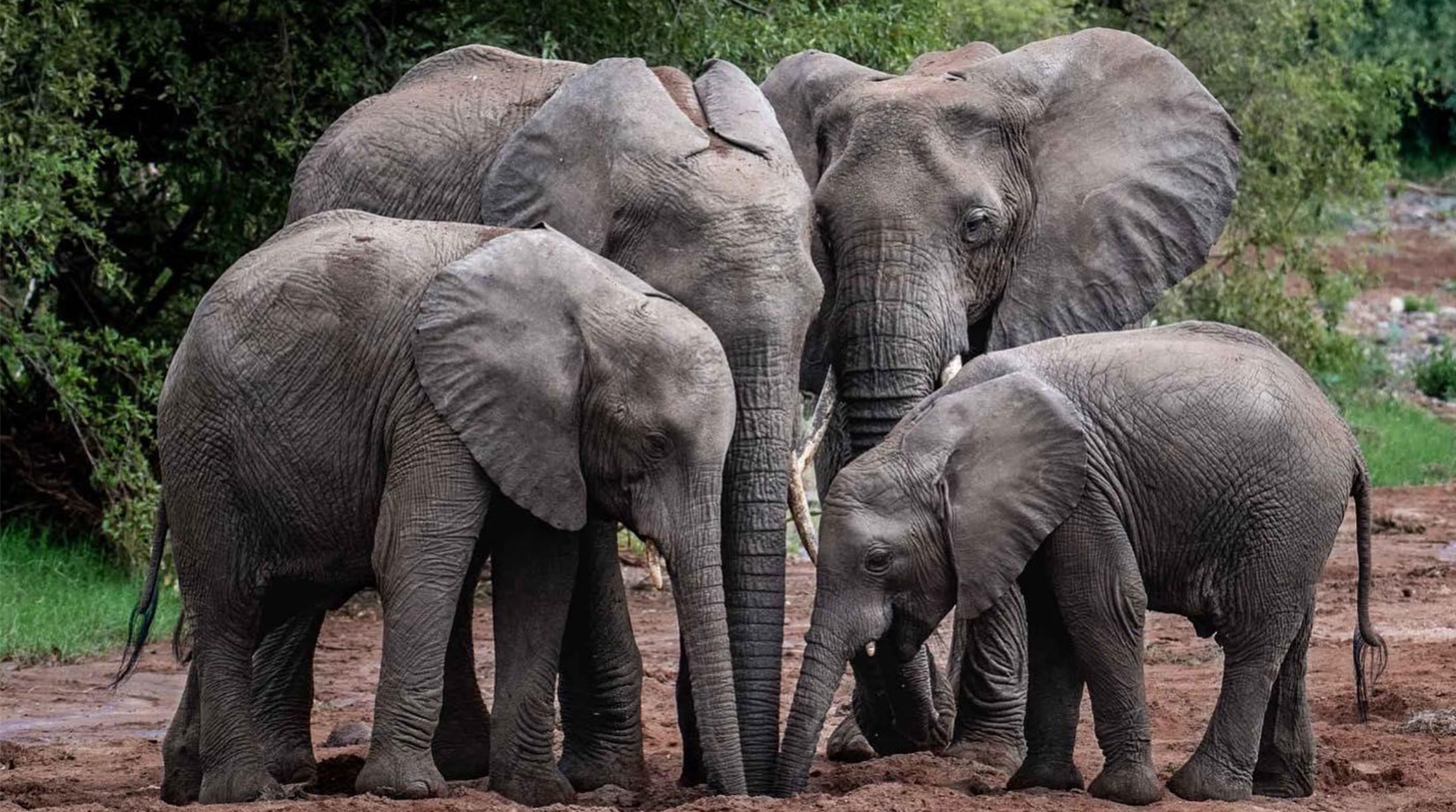 Elephant Facts | Mammals | BBC Earth