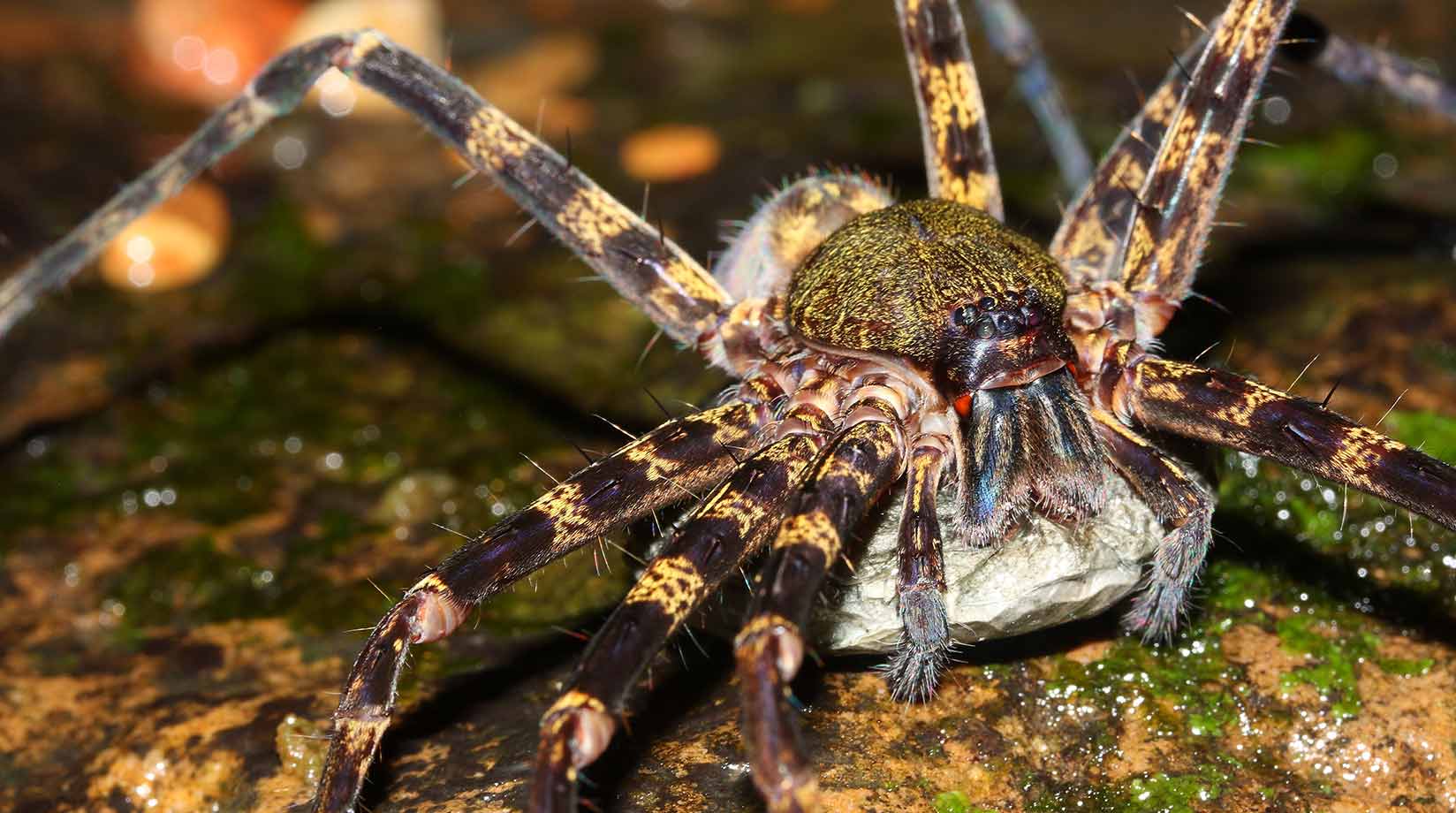 Female huntsman spider with her egg sack