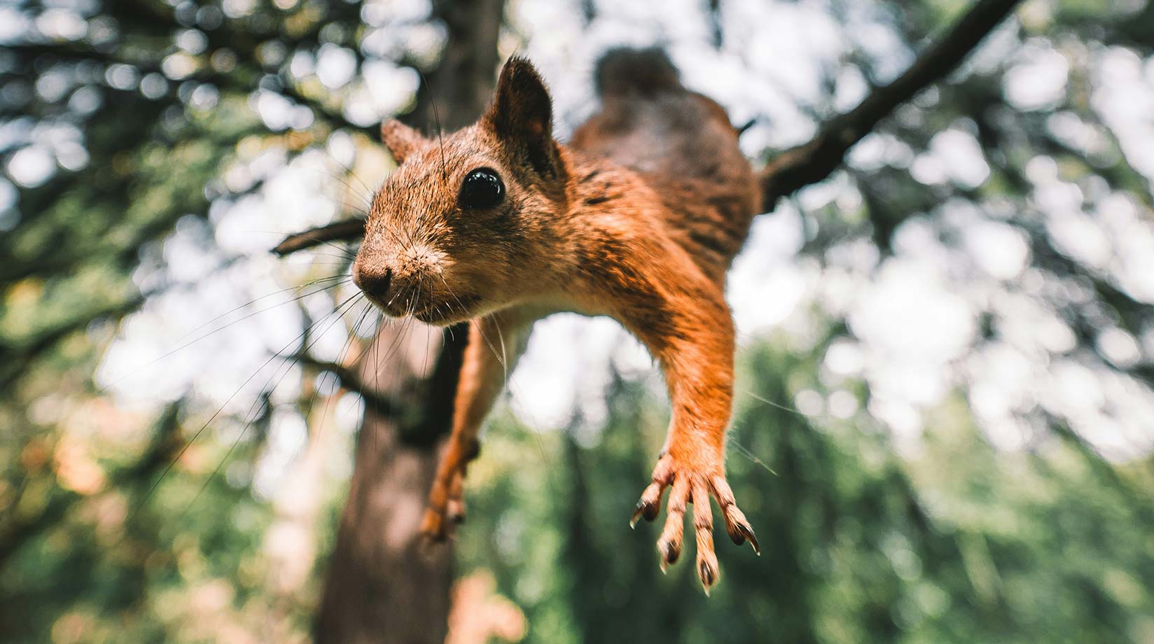 Flying squirrel in the woods