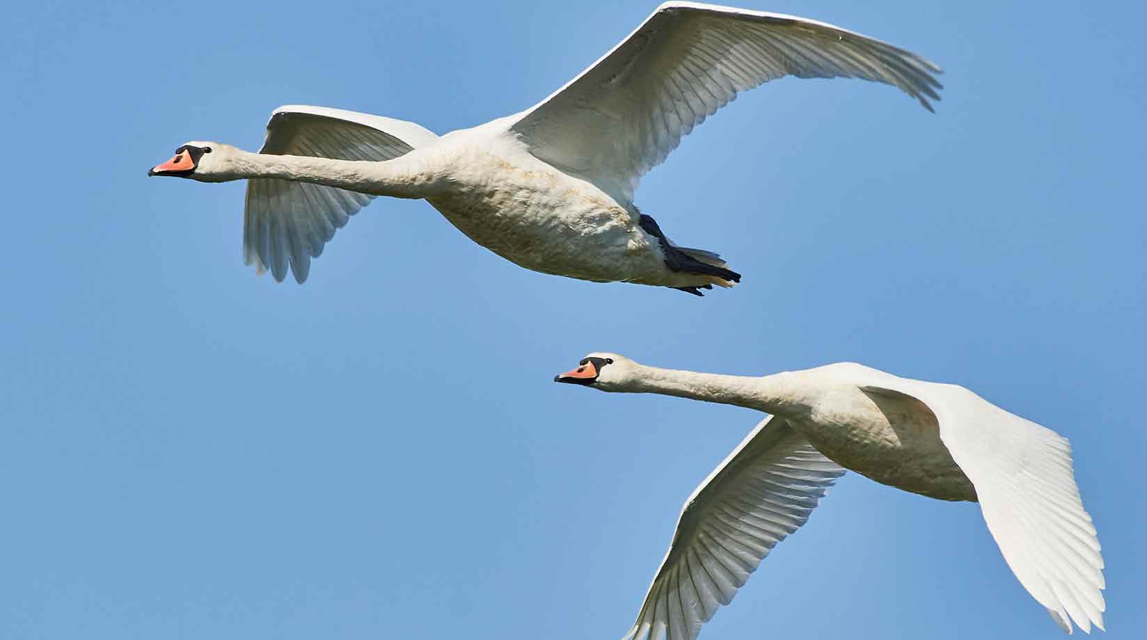 Flying swans