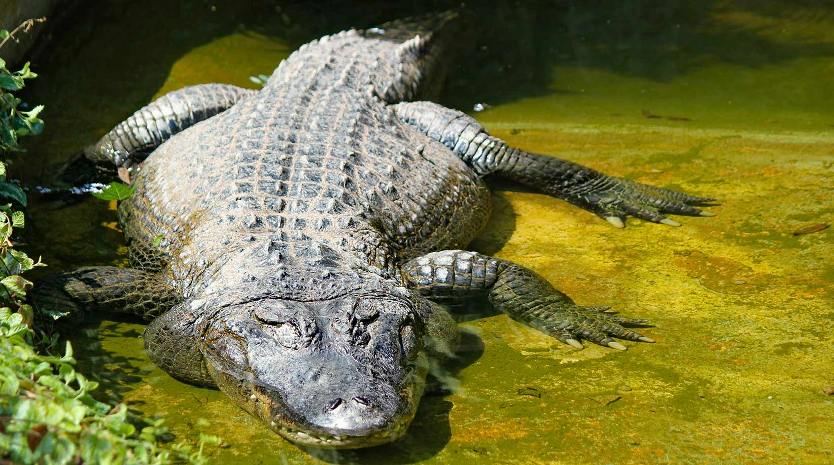 Giant crocodile