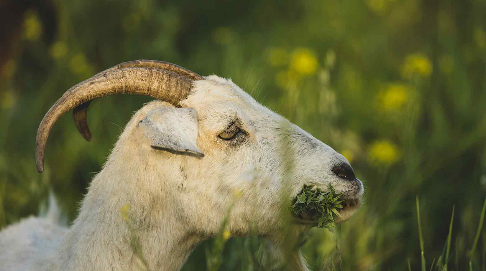 A white goat chewing leaves in a grassy field