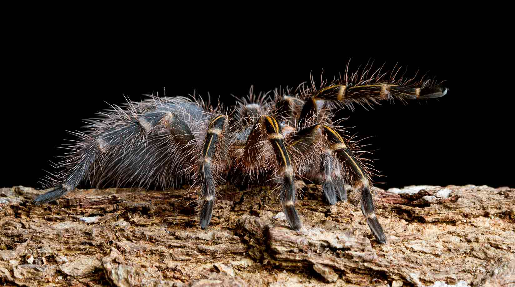 Golden Knee tarantula