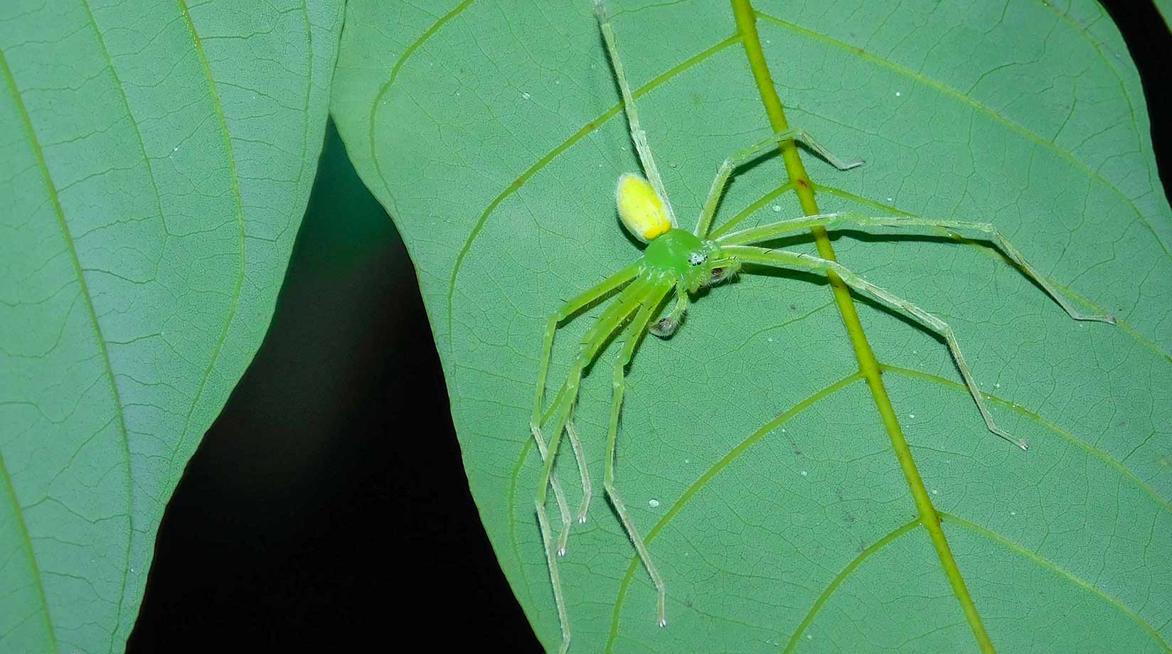 Green huntsman spider in India