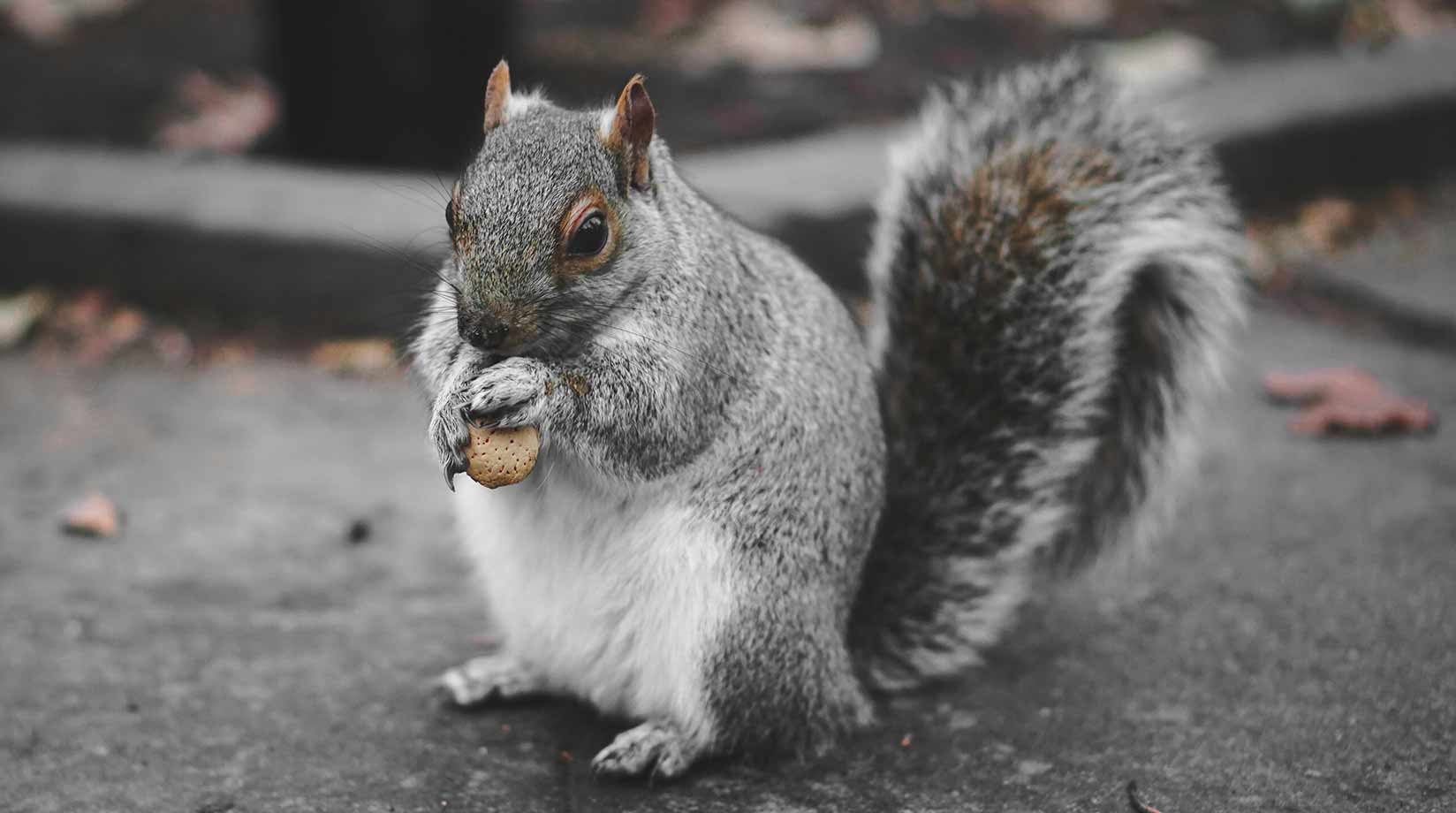 Grey squirrel carrying a nut