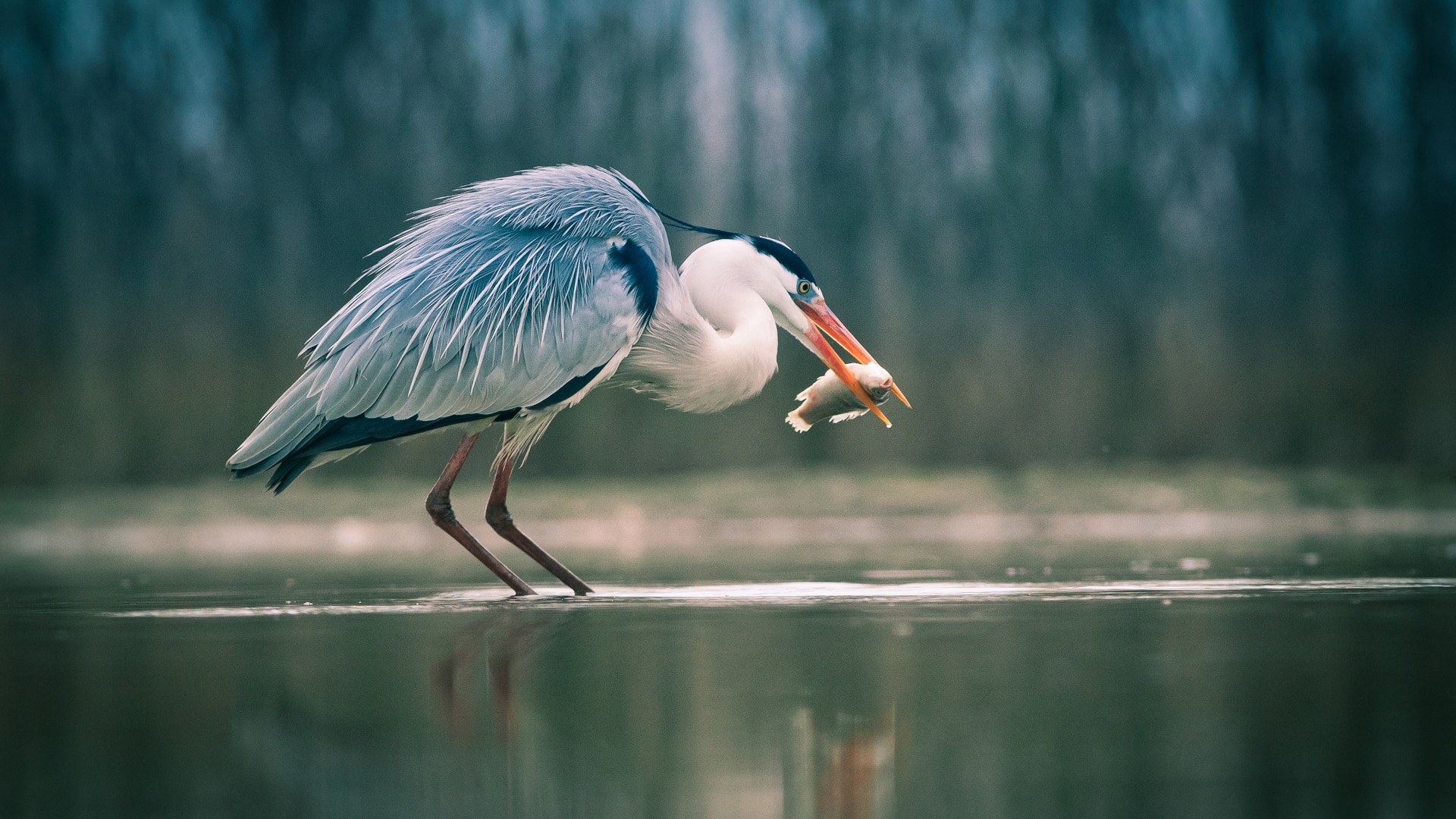 A heron stands in water with a fish caught in its beak
