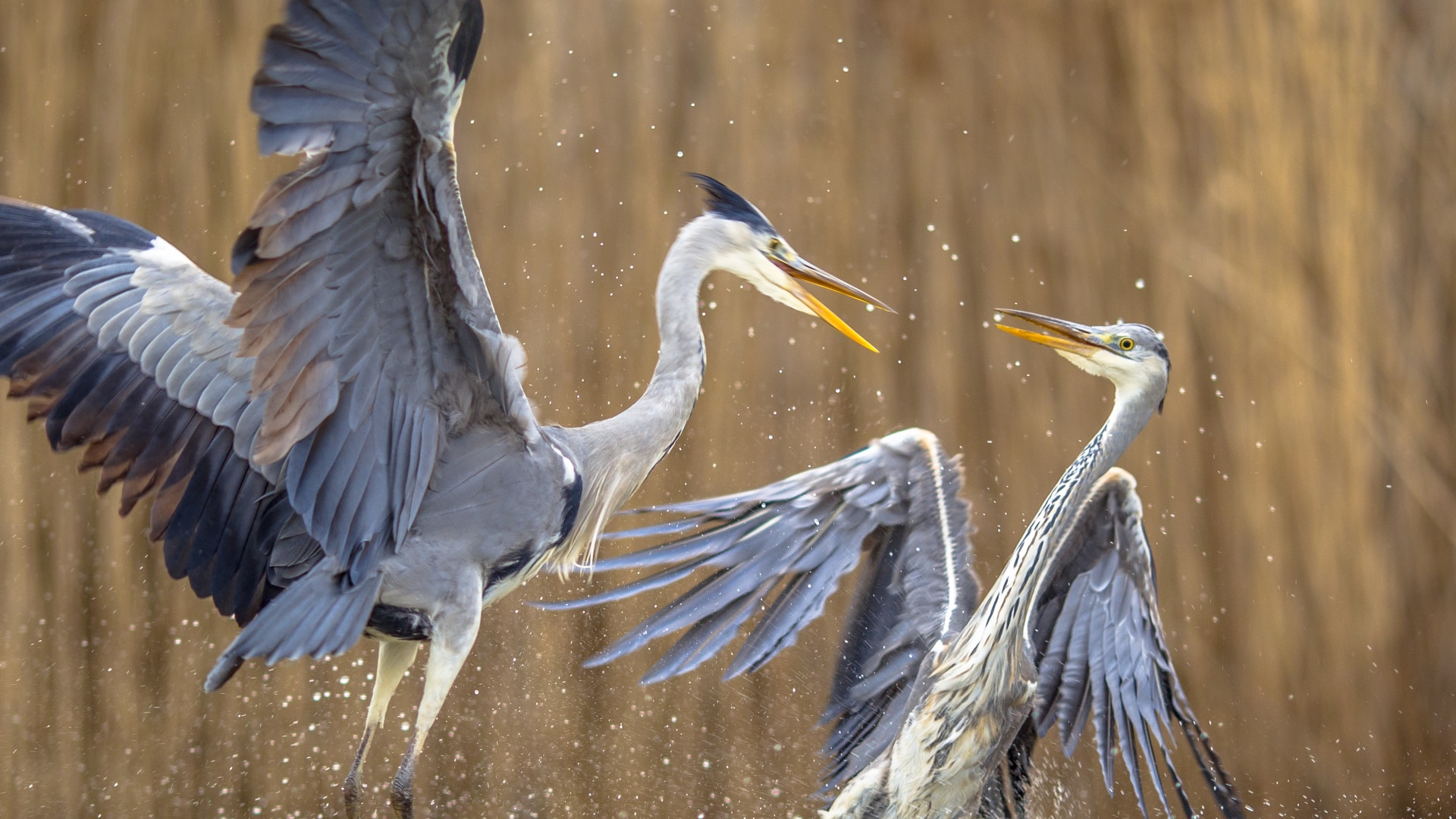 A grey heron flies aggressively towards another with its beak open. Water splashes around as the other tries to flee.