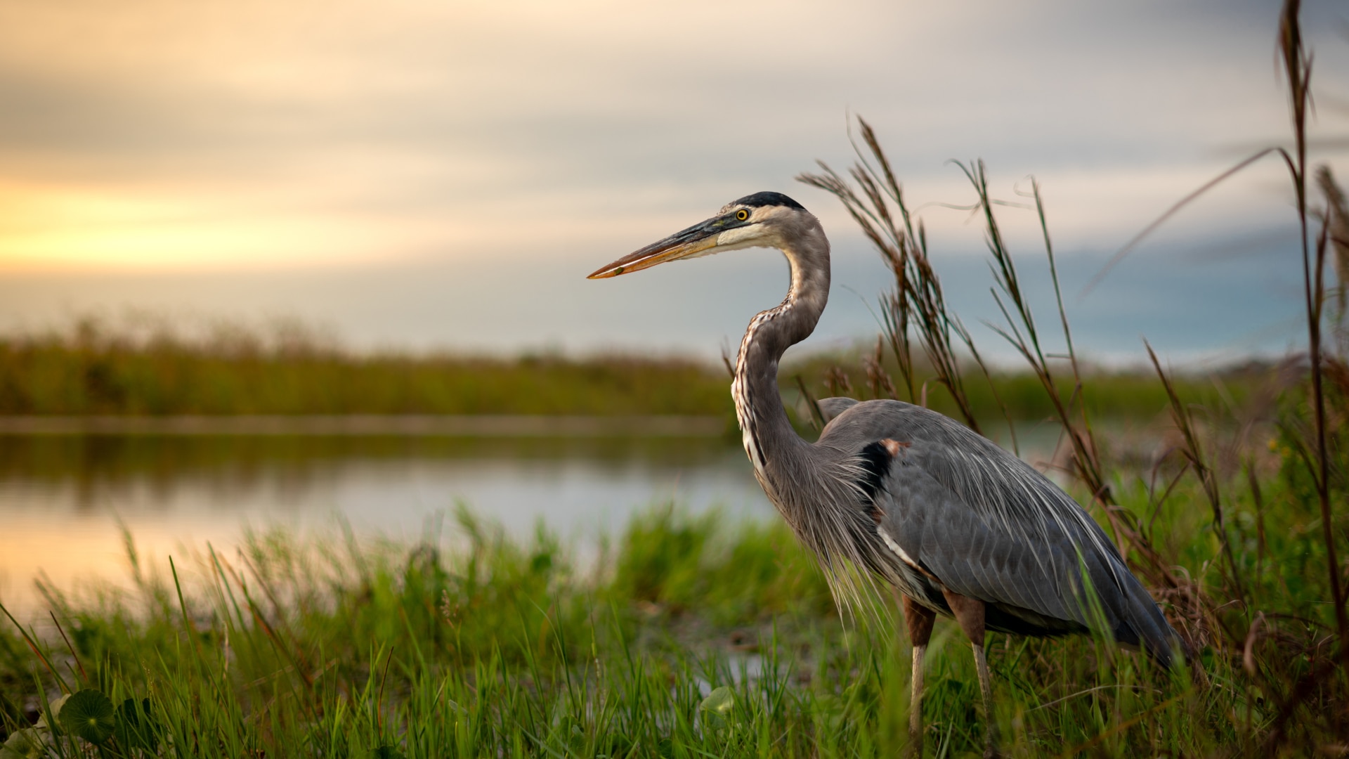 A large grey heron stands on grass looking out to a lake.