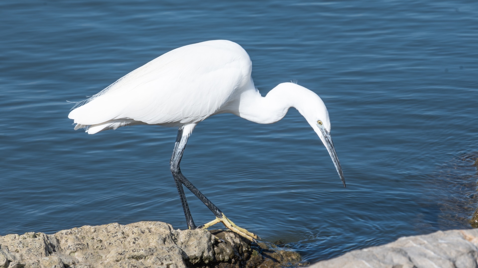 An egret with white feathers, yellow eyes and feat and black legs and beak stands on a rock, looking into water.