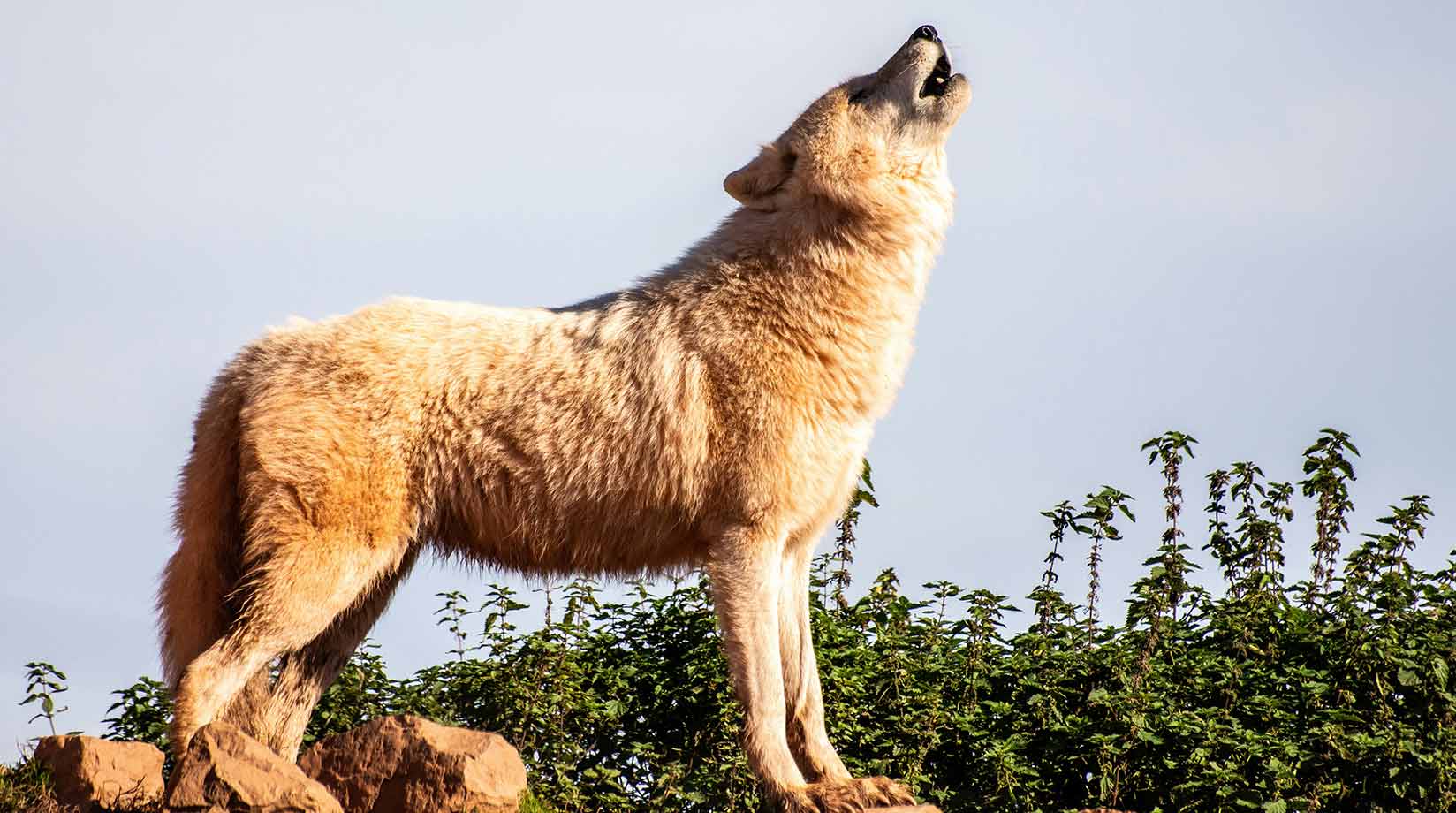 Profile of a wolf howling