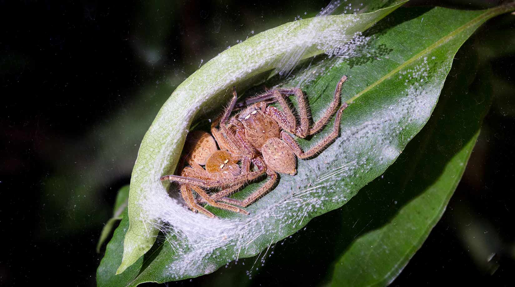 A huntsman spider couple nestled in a cocoon