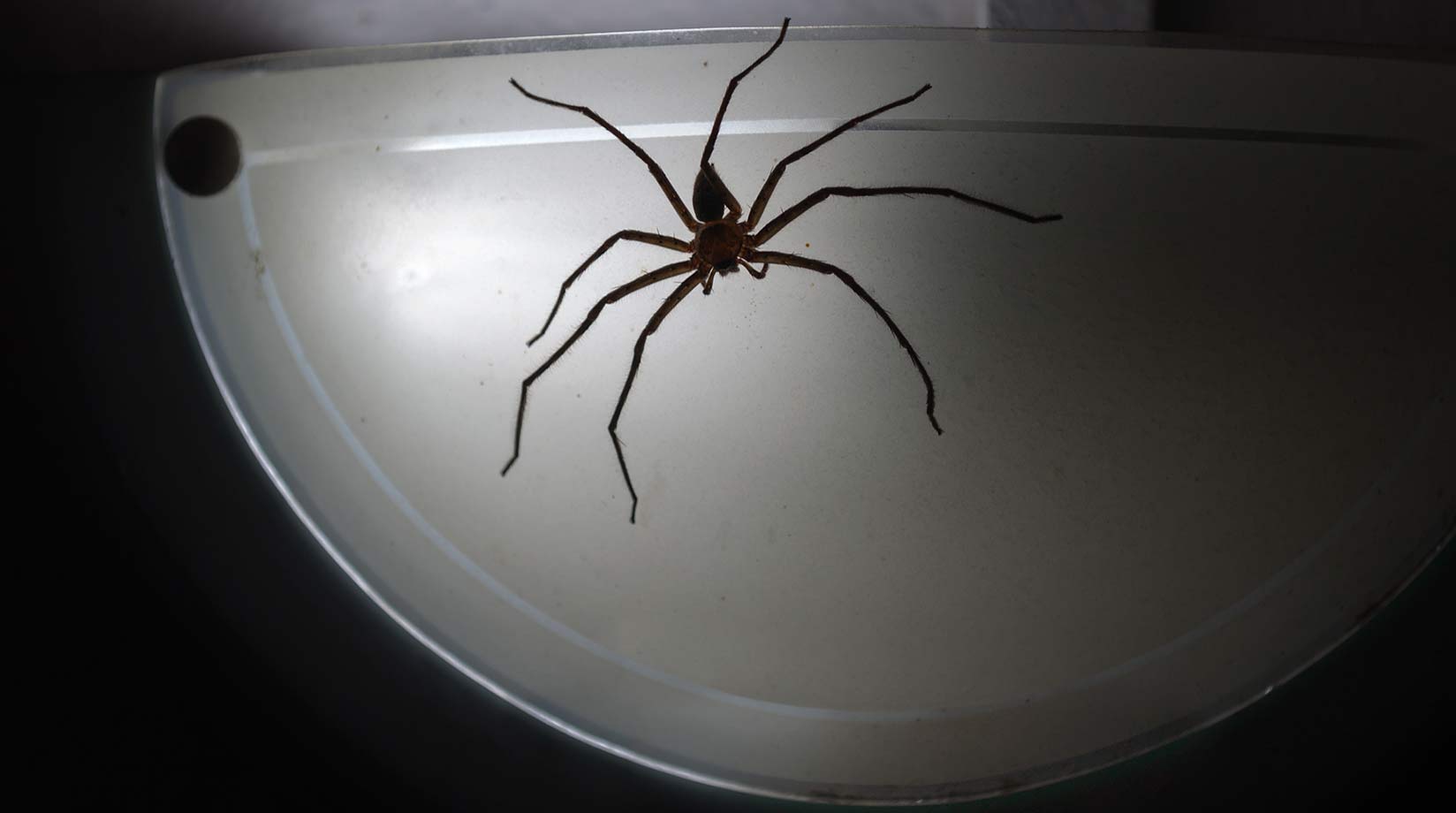 A huntsman spider illuminated in the dark by the lamp it's walking across