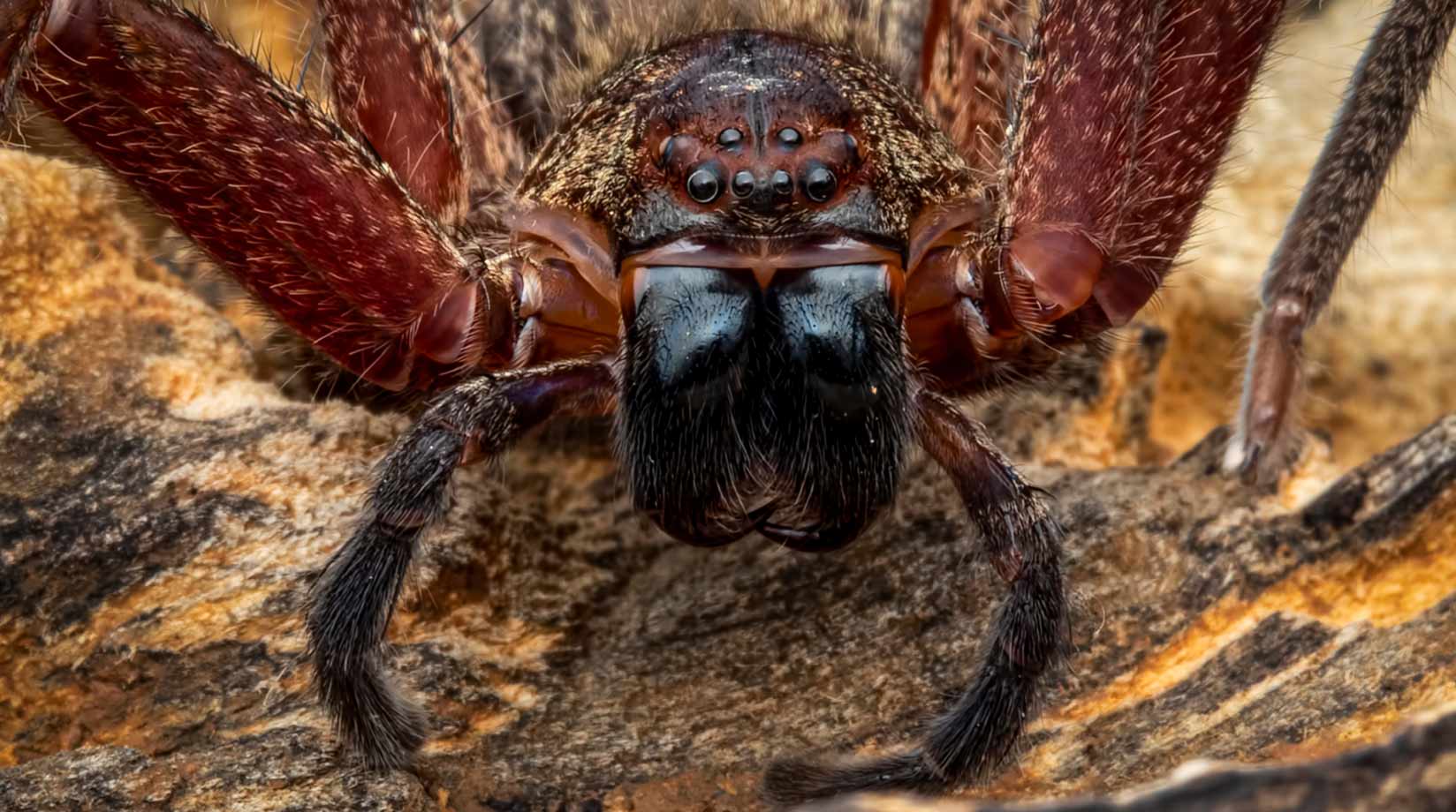 Close up of a Hunstman spider's eyes