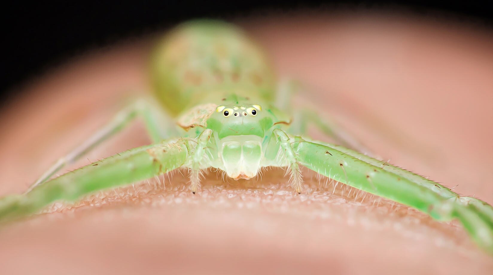 A green huntsman spider on human skin