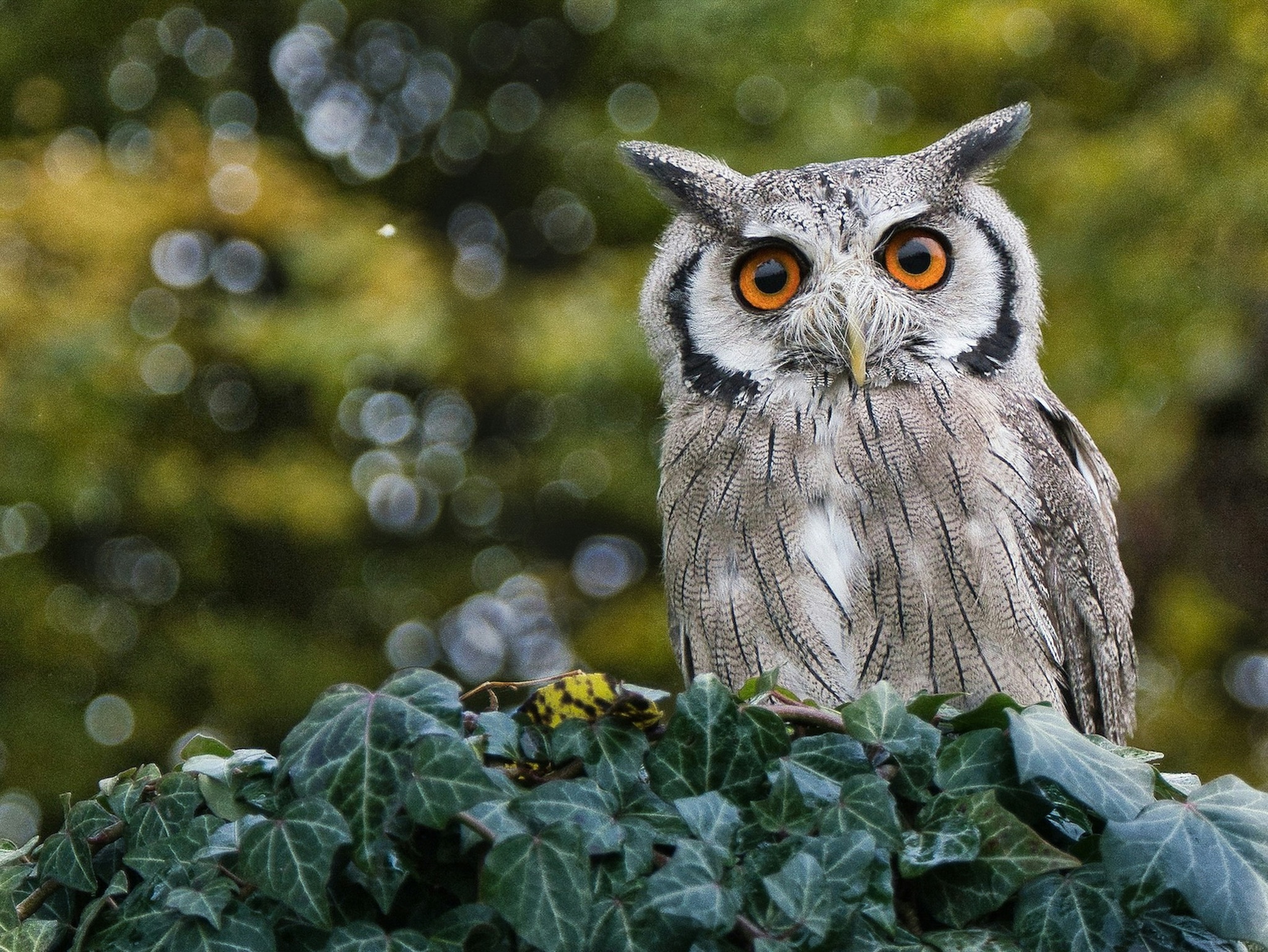 A grey owl with pointy ears, a yellow beak and orange eyes sits on a leafy bush.