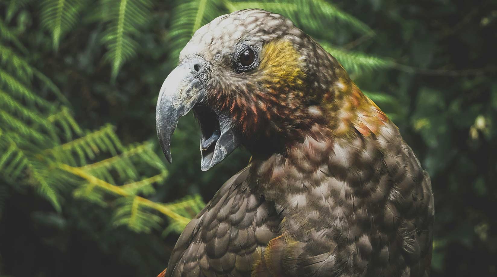 A Kea with open beak