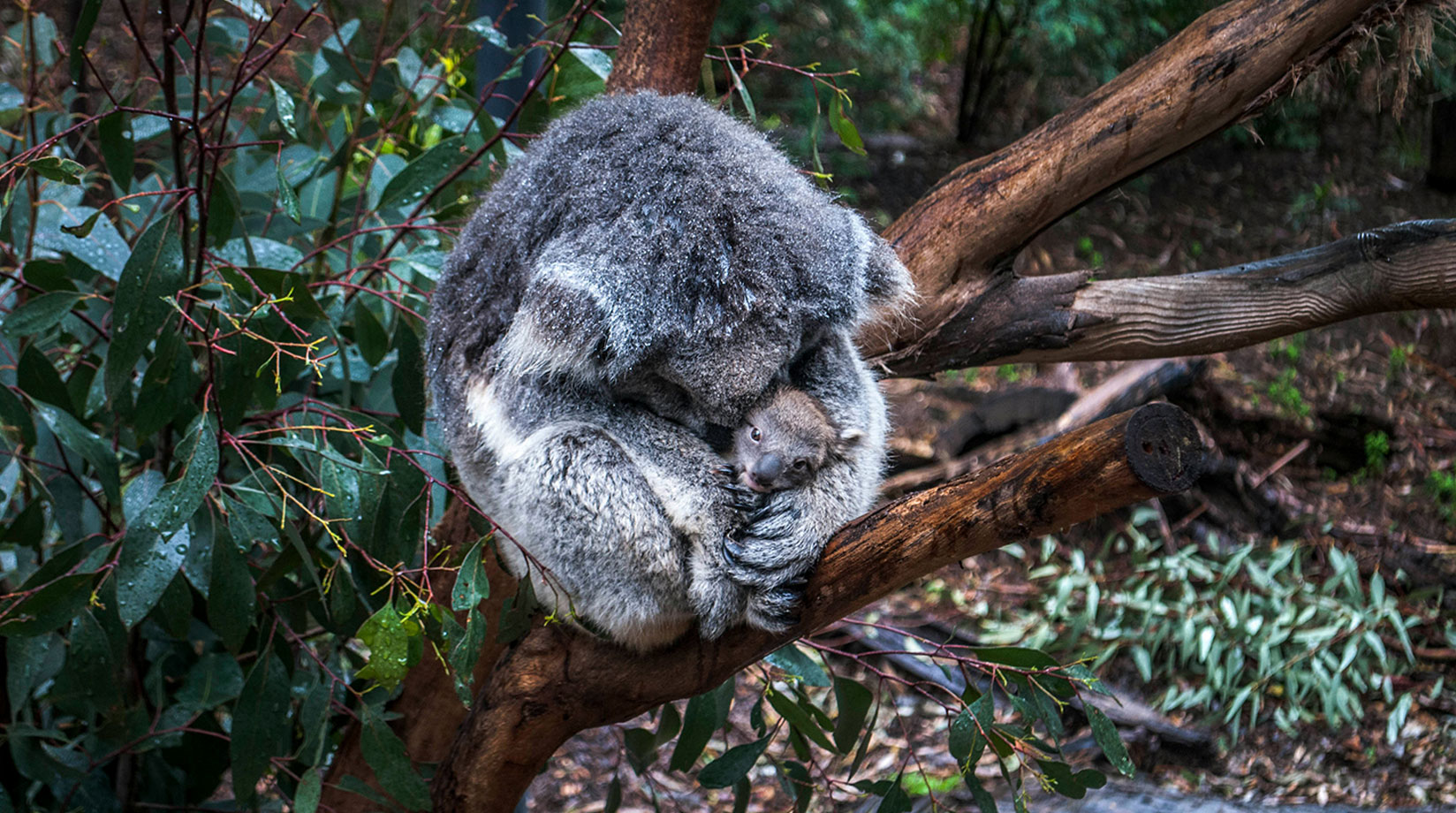 A koala and her joey nestle in a tree.