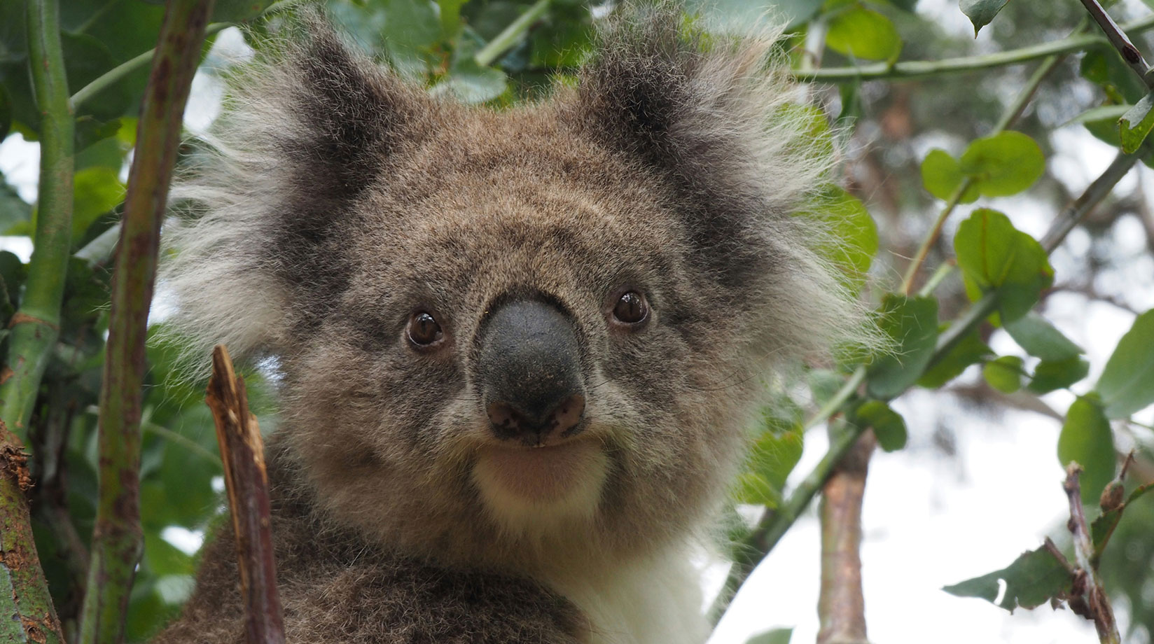 Close up of a koala in a tree 