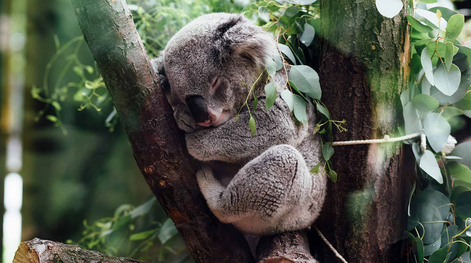 Koala dozing in a eucalyptus tree