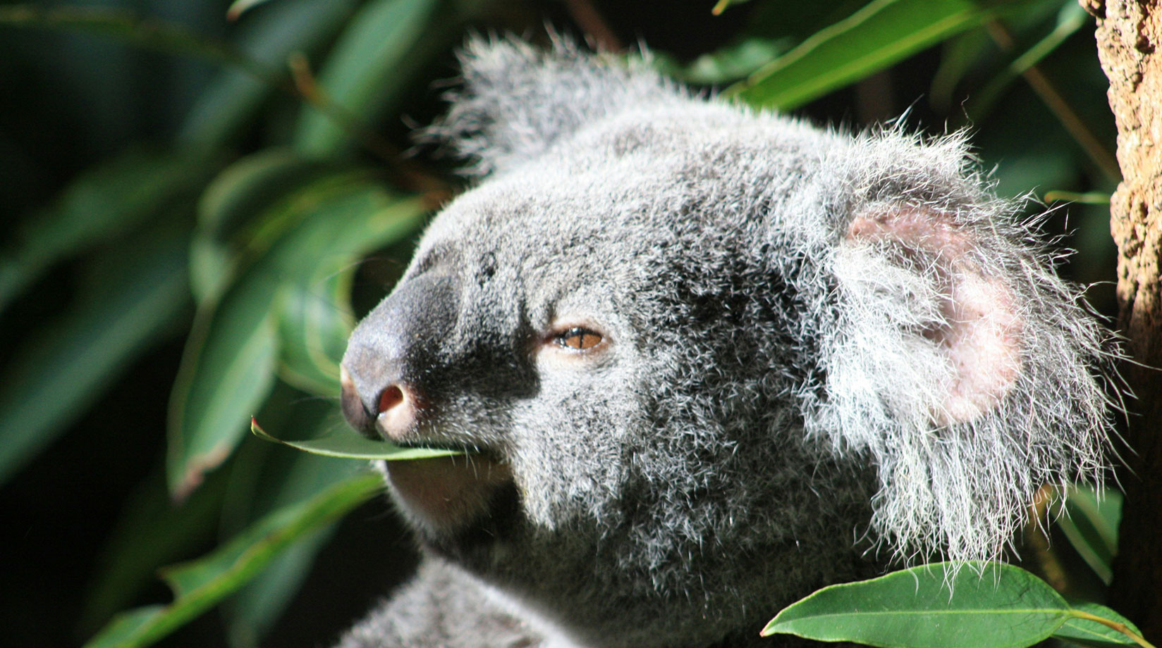 Koala eating eucalyptus leaves