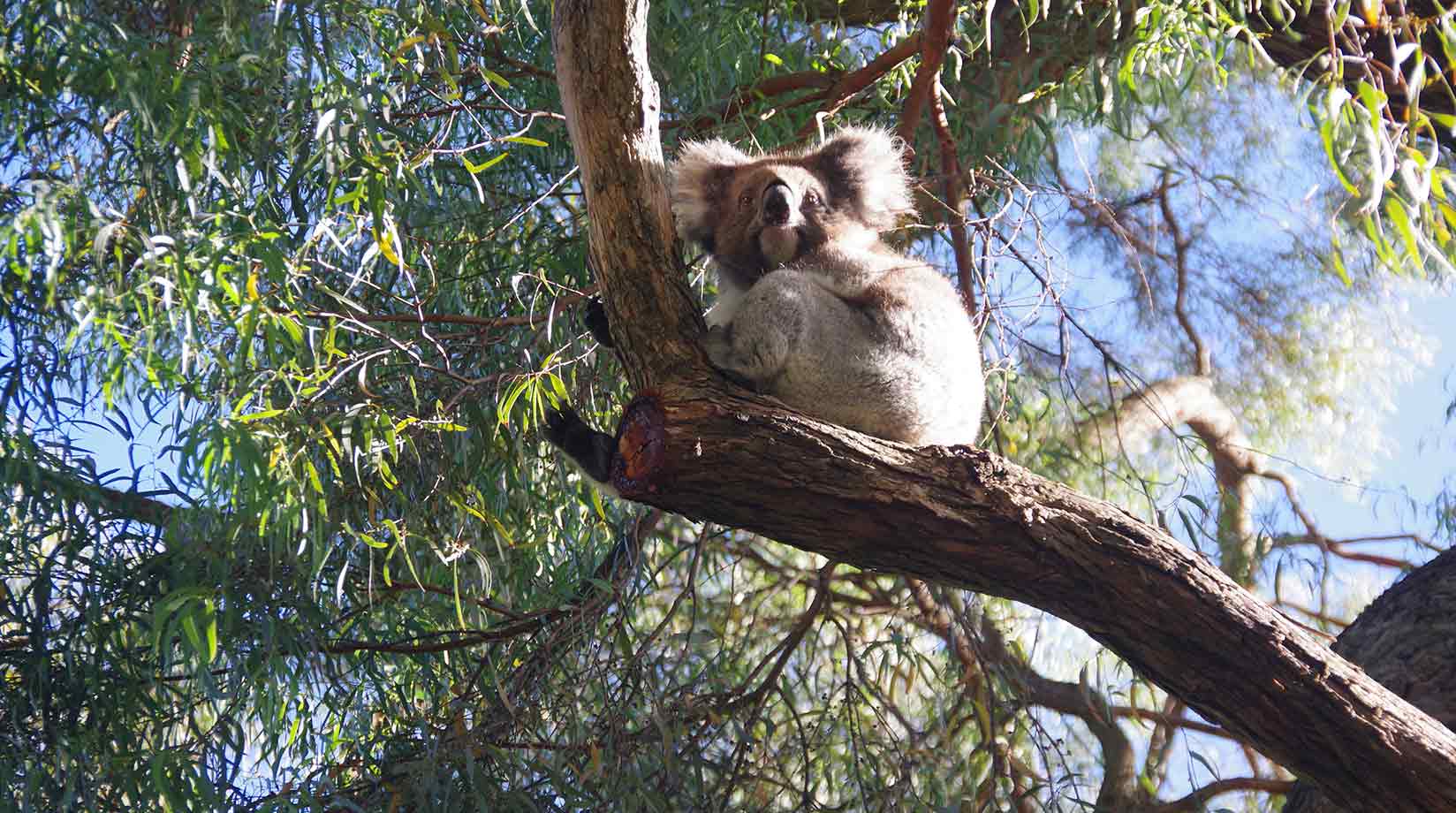 Koala sitting in a tree with sun and clouds visible through the branches.