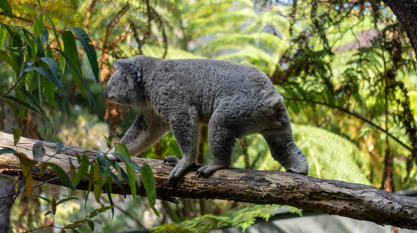 A lone koala walks along the branch of a tree