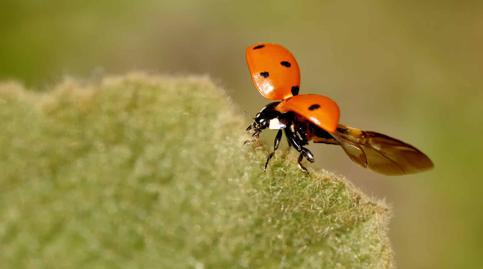 Ladybird about to fly