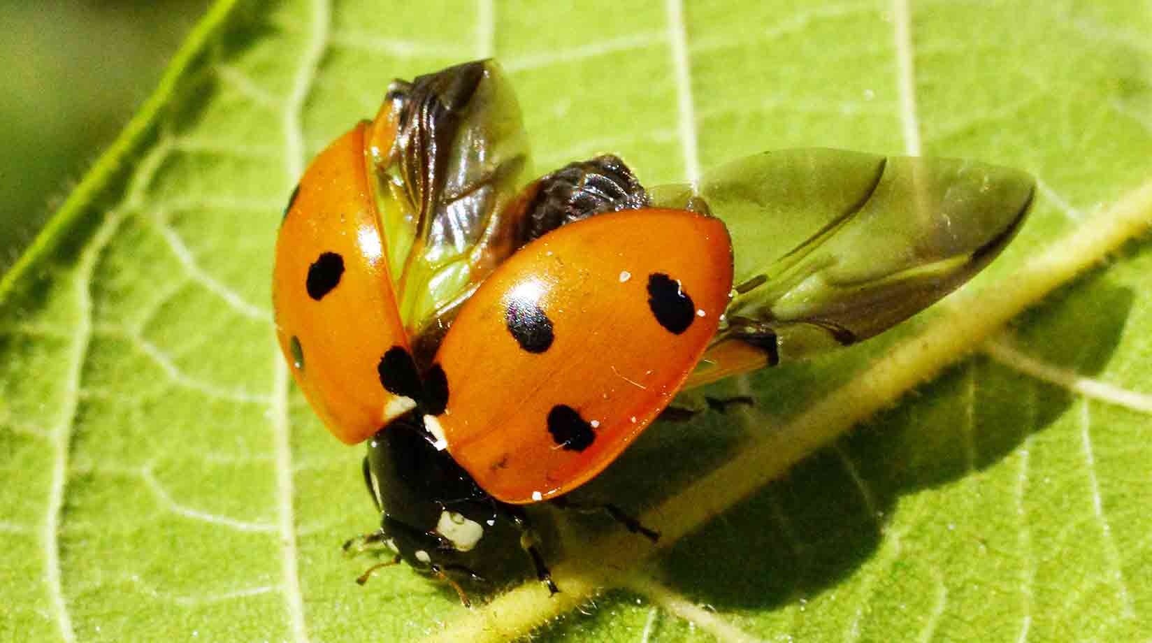 Ladybird with open wings