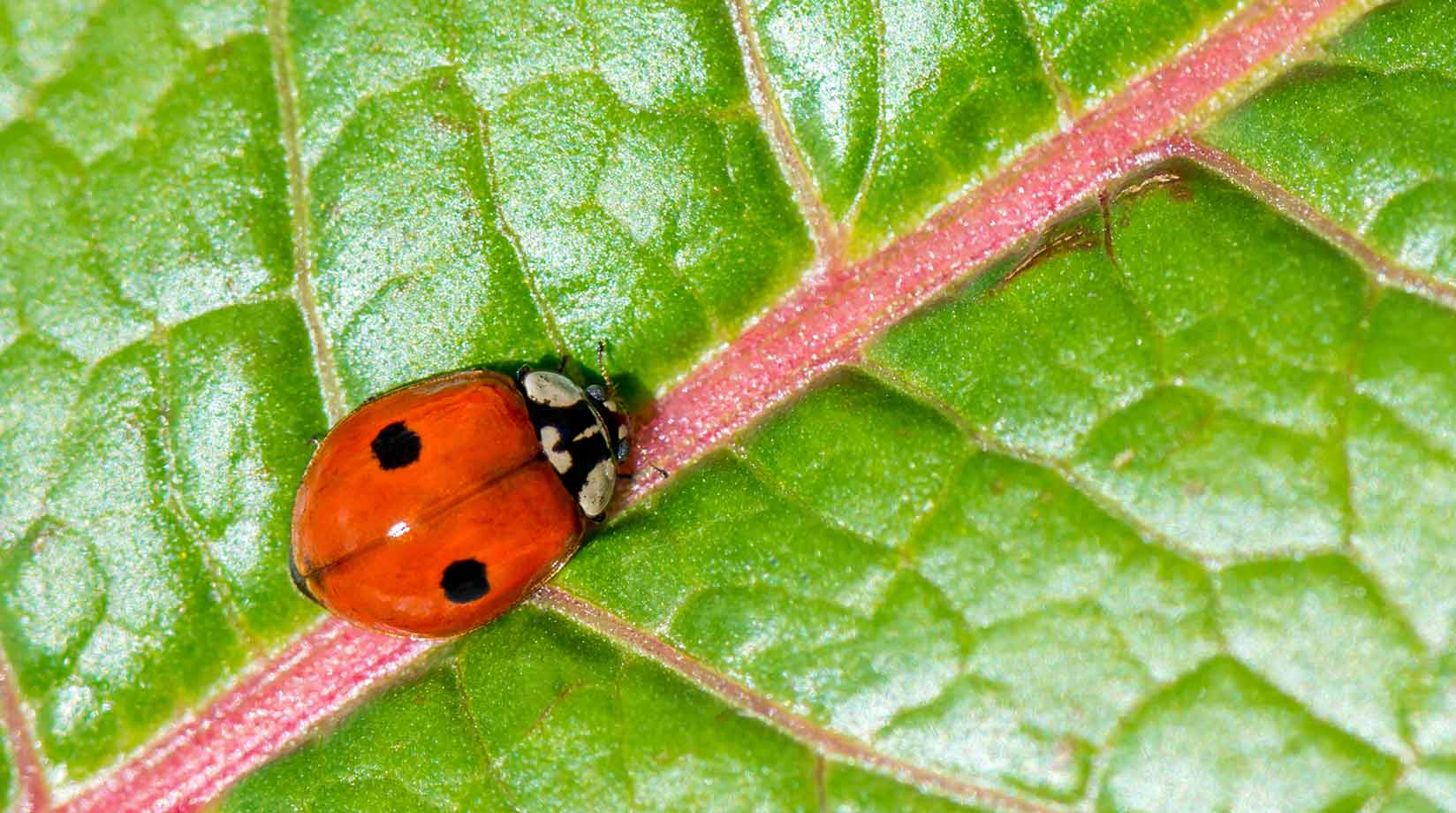 Two-spotted ladybird on a leaf