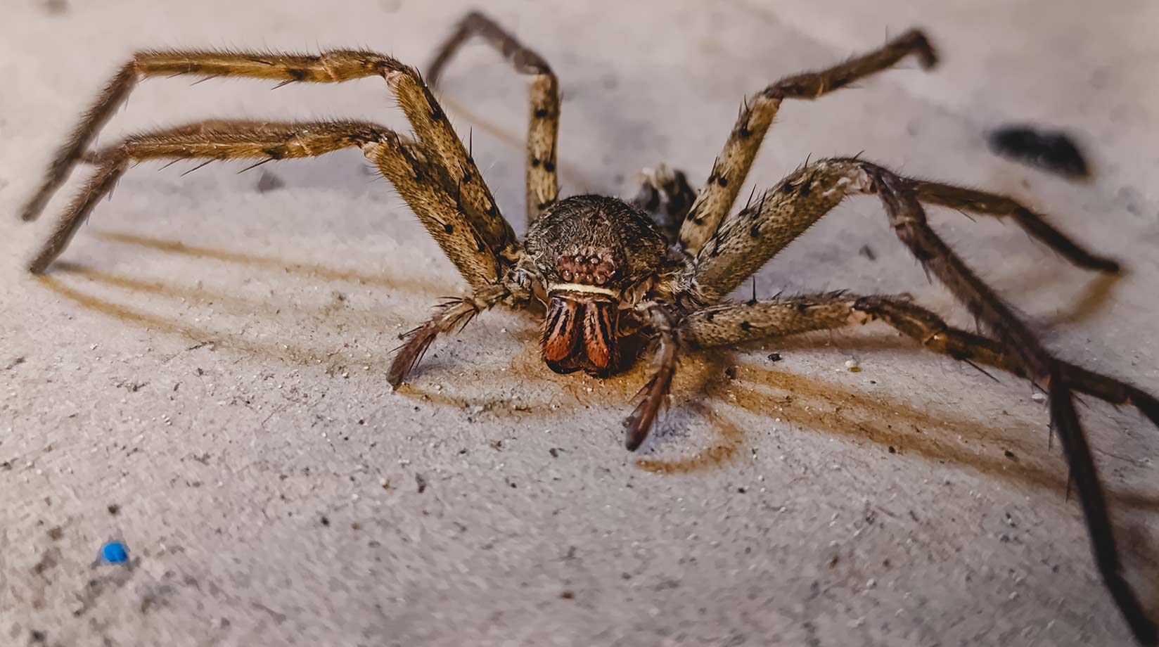Large Australian Huntsman spider close up
