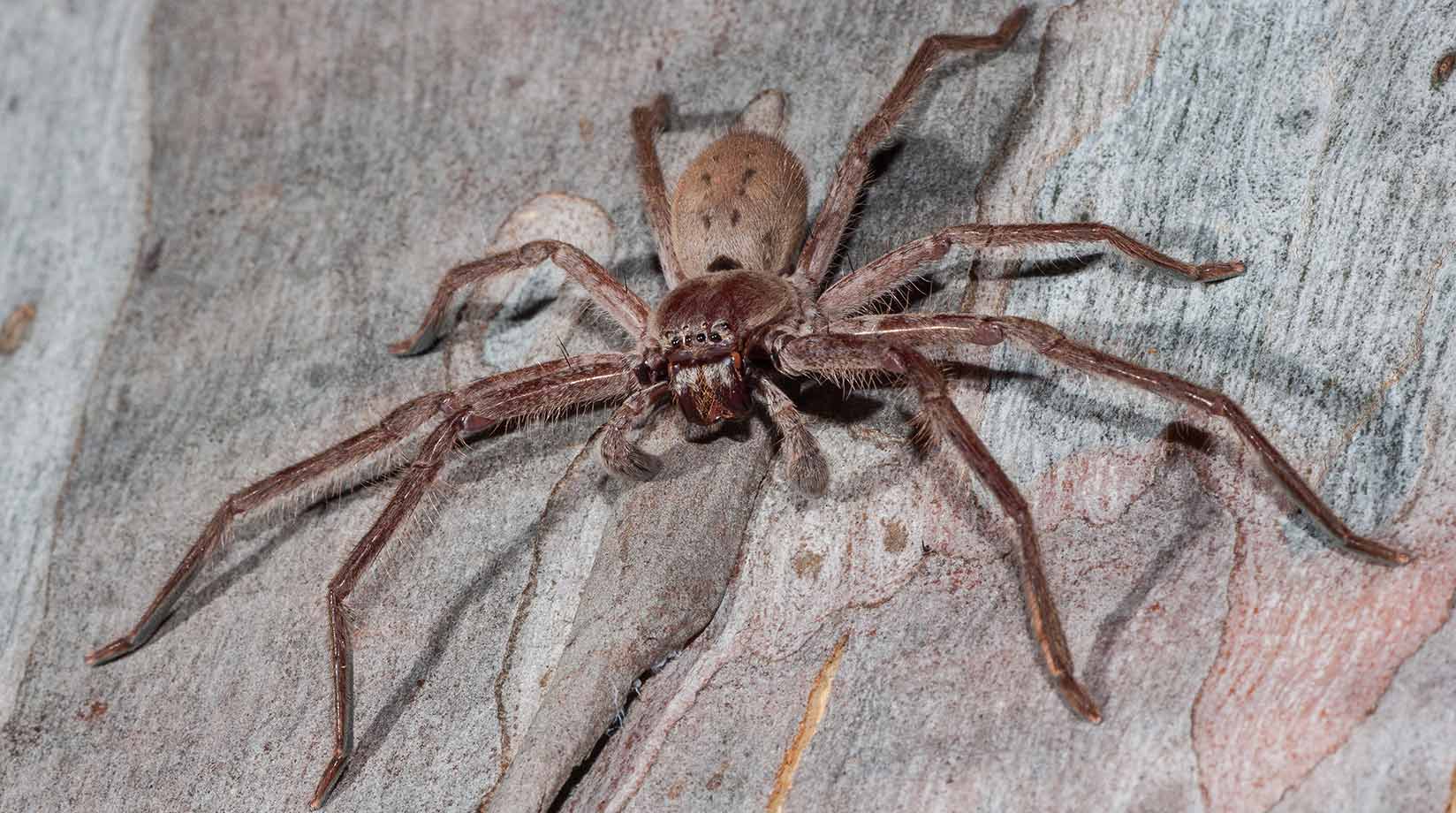 Large Australian Huntsman spider on a tree