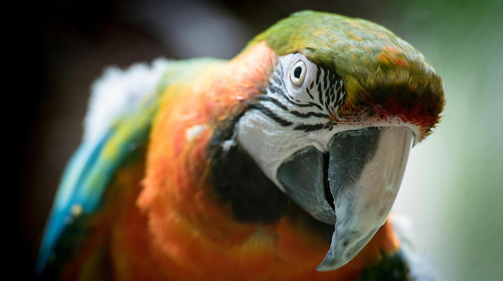 Close of up a red and yellow macaw 